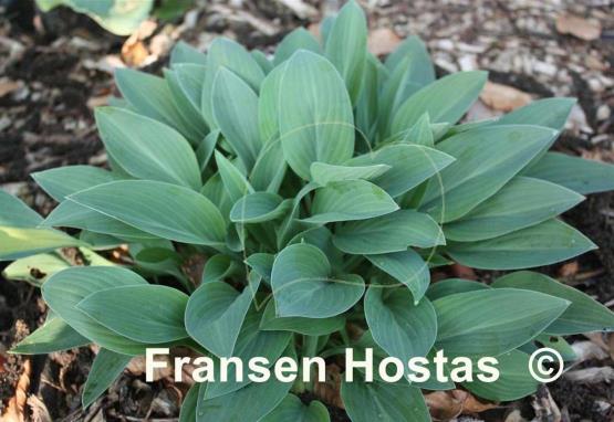 Hosta Beauty Little Blue