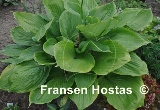 Hosta Beauty Substance