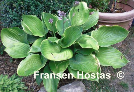 Hosta Beauty Substance