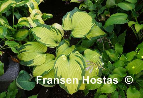 Hosta Beckoning