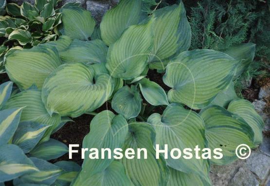 Hosta Beckoning