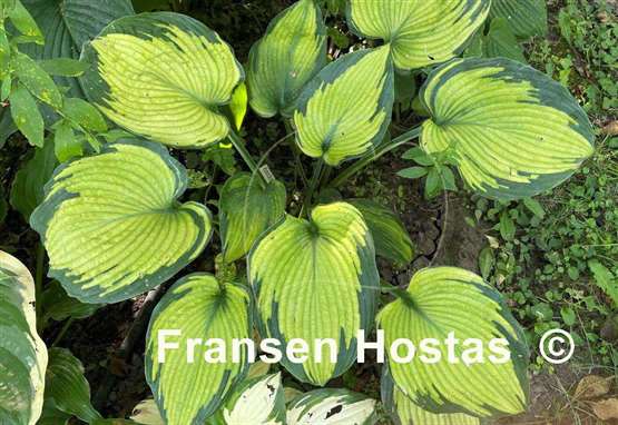 Hosta Beckoning