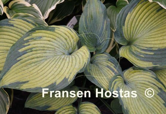 Hosta Beckoning