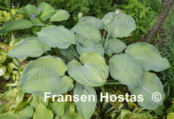 Hosta Beckoning