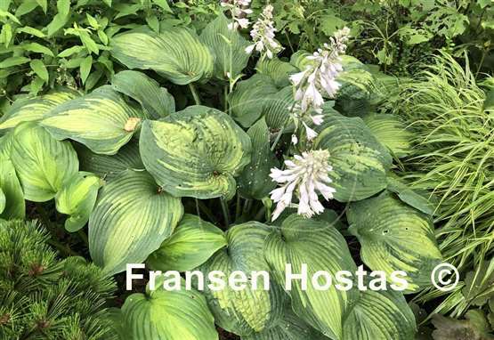 Hosta Beckoning