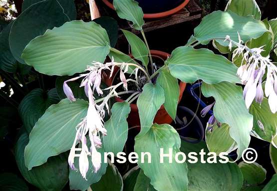 Hosta Becky's Choice