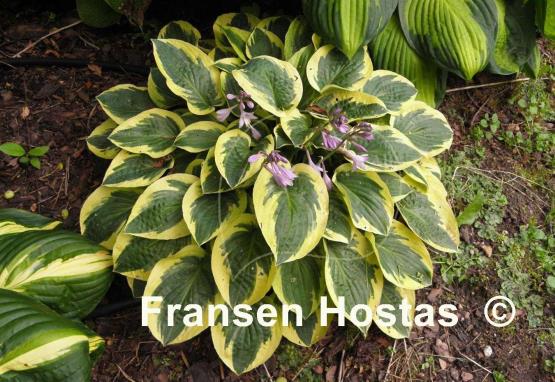 Hosta Bedazzled