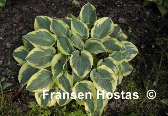 Hosta Bedazzled