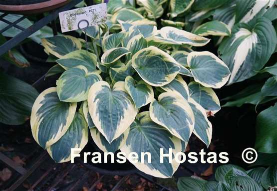 Hosta Bedazzled