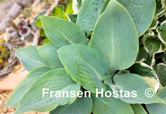 Hosta Bedford Blue