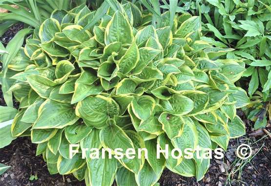 Hosta Bedford Rise and Shine