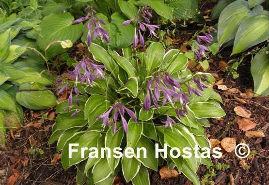 Hosta Bedford Rise and Shine