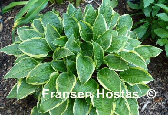 Hosta Bedford Rise and Shine