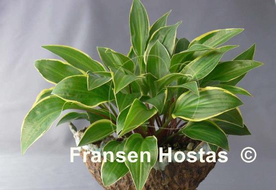 Hosta Bedford Rise and Shine