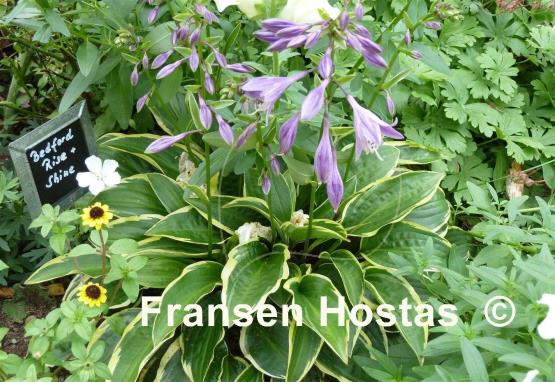 Hosta Bedford Rise and Shine