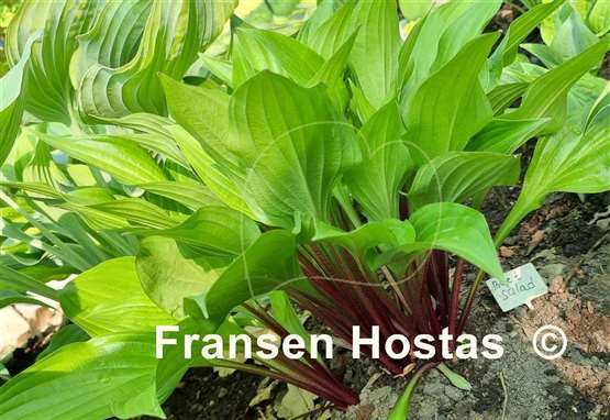 Hosta Beet Salad