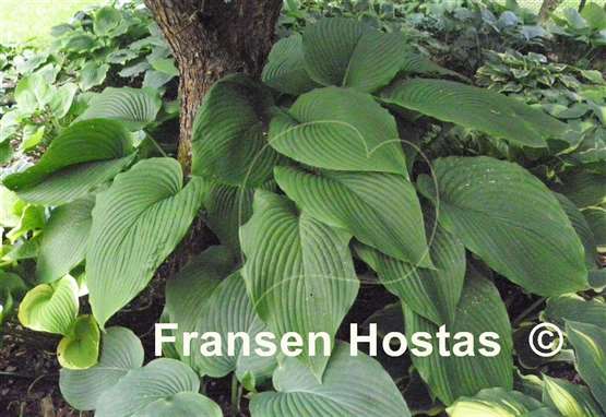 Hosta Behemoth