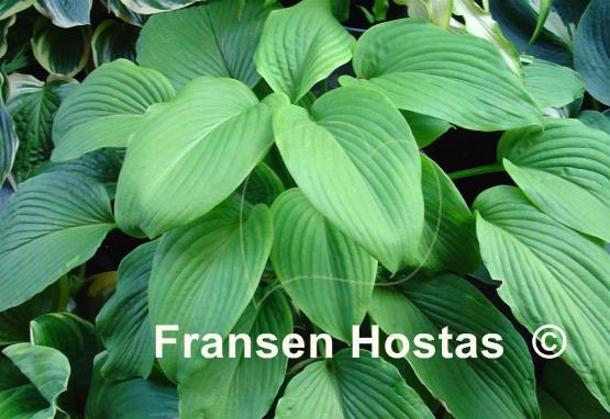 Hosta Behemoth