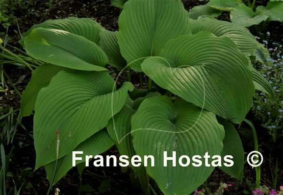 Hosta Behemoth