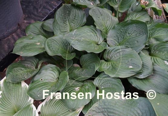 Hosta Bella