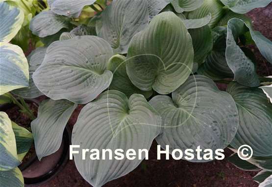 Hosta Bella