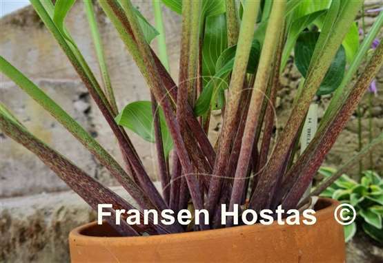 Hosta Belle of the Ball