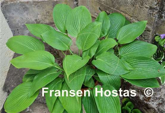 Hosta Belle of the Ball