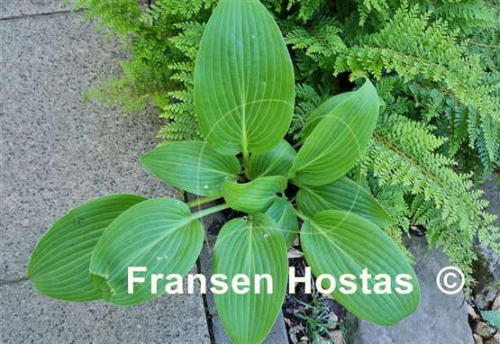 Hosta Belle of the Ball