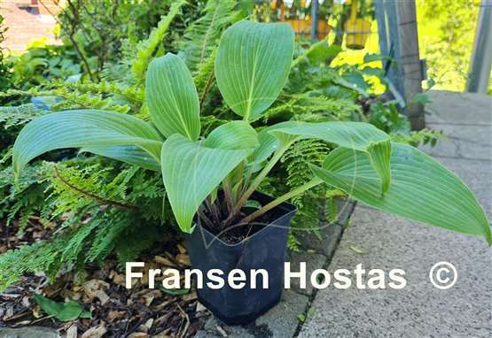 Hosta Belle of the Ball