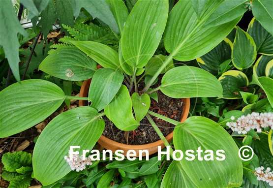 Hosta Belle of the Ball