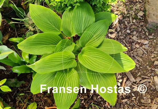 Hosta Belle of the Ball