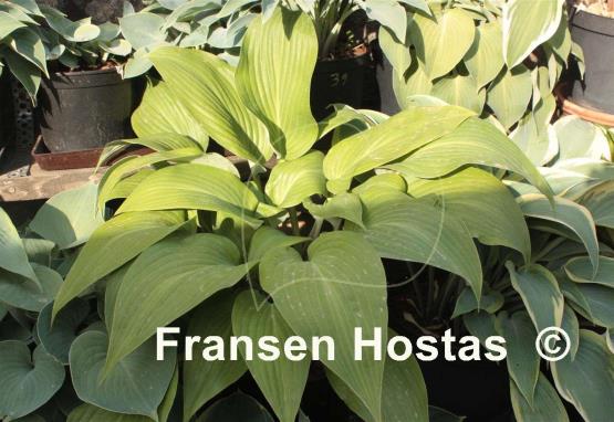 Hosta Belle of the Ball