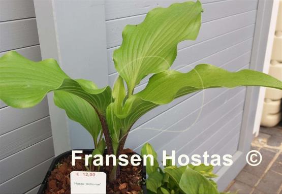Hosta Bellevue