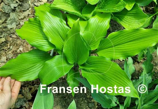 Hosta Bellevue