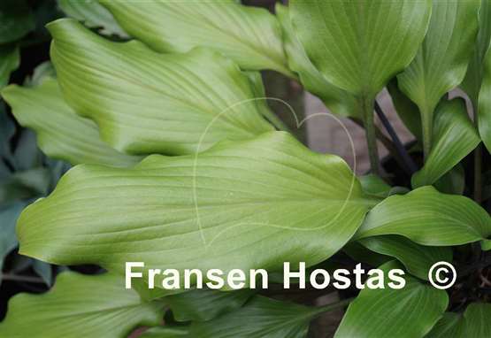 Hosta Bellevue