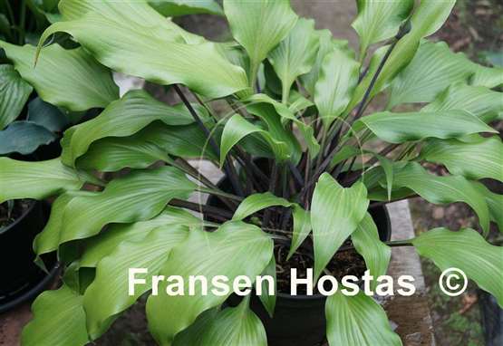 Hosta Bellevue
