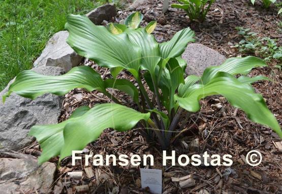 Hosta Bellevue