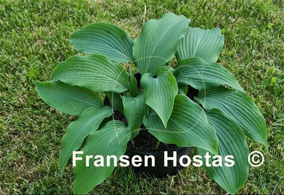 Hosta Bellevue