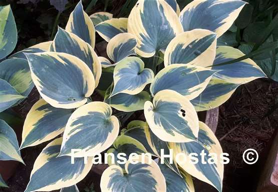 Hosta Ben Vernooij