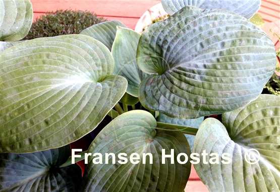 Hosta Benedict's Blue