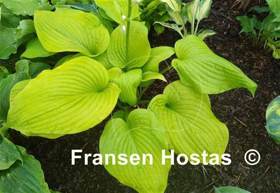 Hosta Benediction