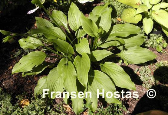 Hosta Bennie McRae
