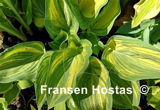 Hosta Best in Town