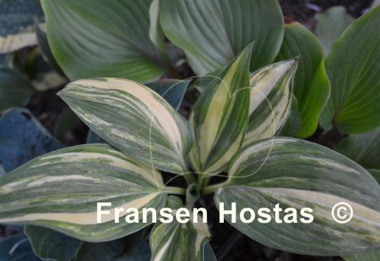 Hosta Best in Town
