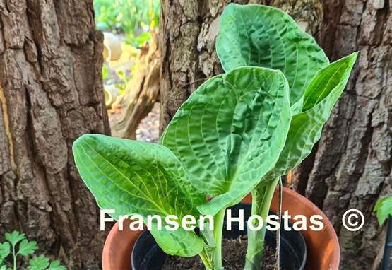 Hosta Bethlehem 