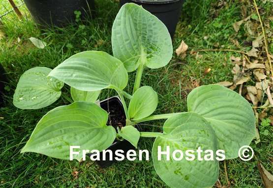 Hosta Bethlehem