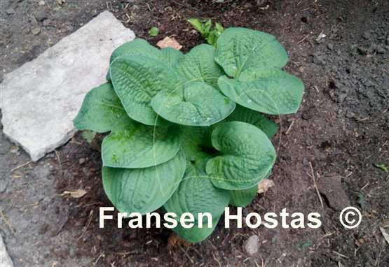 Hosta Bethlehem