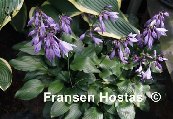 Hosta Betsy King