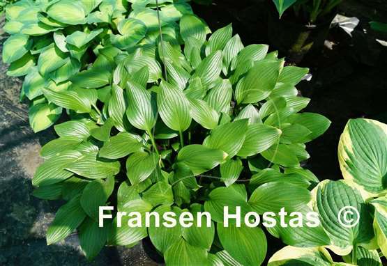 Hosta Betsy King
