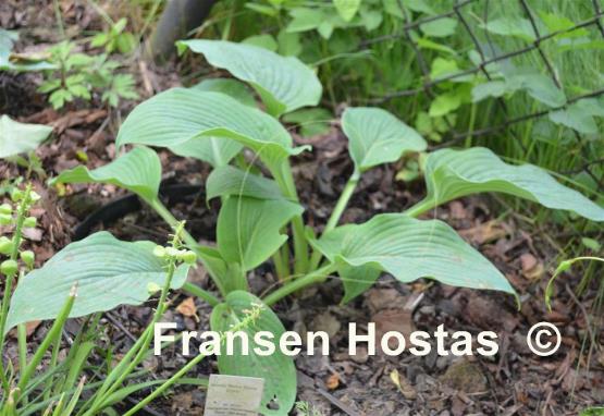 Hosta Bette Davis Eyes